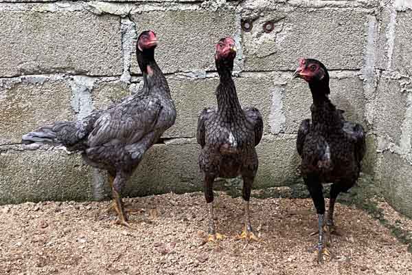 Gà Chọi Xám – Trang trại gà Phong Vân chia sẻ những dòng gà ngon nhất