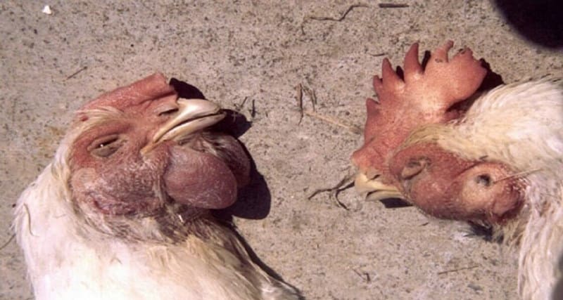 3 bệnh gà thường gặp trong mùa hè người nuôi gà nên chú ý - Thế Giới Chọi Gà