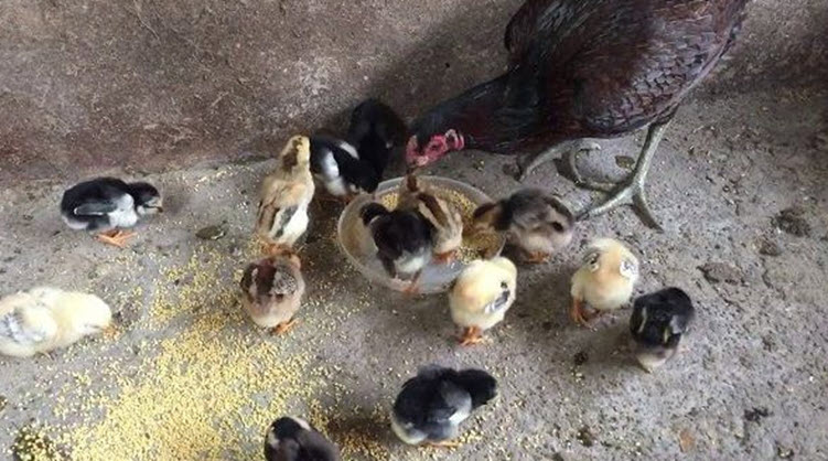 Cách chăm sóc gà chọi con từ khi mới nở – Tạp chí Chăn nuôi Gia cầm