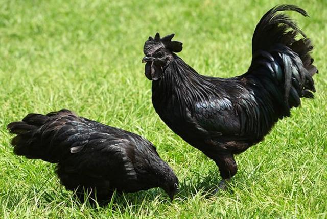 Phát hoảng giống gà mặt quỷ đen sì giá lên tới 60 triệu/con | Tin tức Online