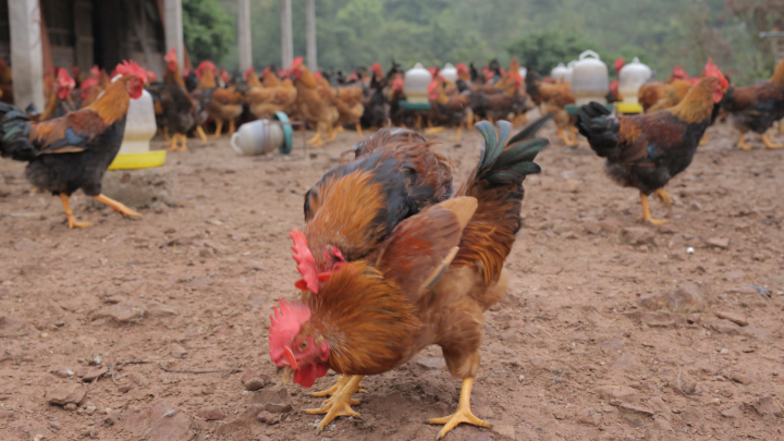 7 giống gà thịt có giá trị kinh tế cao nhất hiện nay trên thị trường chăn nuôi Việt Nam