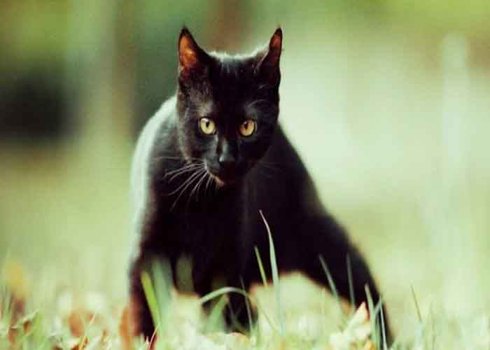 Chiêm bao mơ thấy mèo đen có ý nghĩa gì đối với chúng ta?