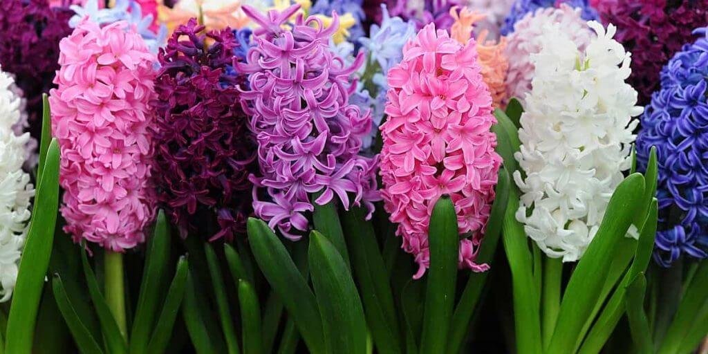 Hoa xấu: 14 loài hoa tượng trưng cho sự tha thứ