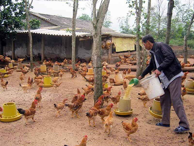 KĨ THUẬT NUÔI GÀ CÔNG NGHIỆP GIỐNG SIÊU TRỨNG - SIÊU THỊT (Phần 1: Chuồng trại nuôi gà công nghiệp) - Kho Máy Bình Minh